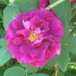 Proizvodnja ruža rosarium-dark-pink-old-rose