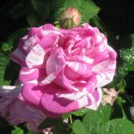 Proizvodnja ruža rosarium-multicolor-old-pink-white-rose