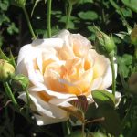 Proizvodnja ruža rosarium-old-yellow-rose