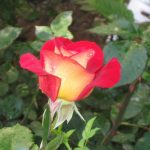 Proizvodnja ruža rosarium-red-and-yellow-old-rose