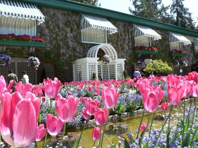 Raj na zemlji - rajska bašta Butcharts Gardens i lale