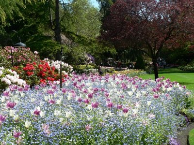 rajska bašta Butcharts Gardens perene