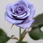 Plava ruža je stvorena u Japanu