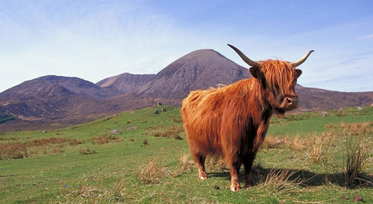 Highland  Cow from Scotland 2