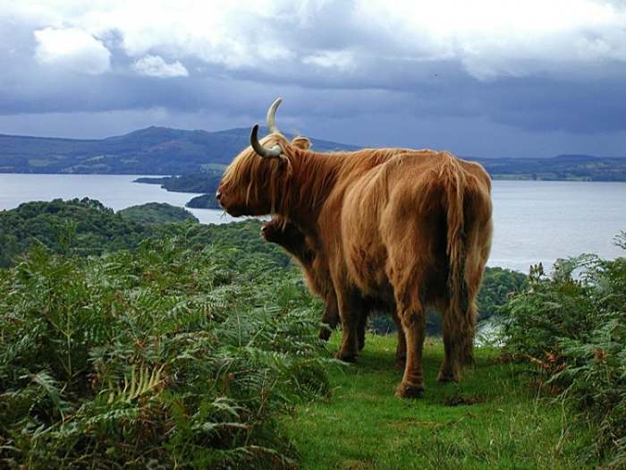 Krava u Škotskoj