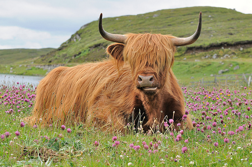 Scotland highland cow