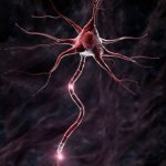 Neuron i prenos neuro signala Tanki živci i nervni slom