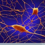 Sinapse neurona Tanki živci i nervni slom 