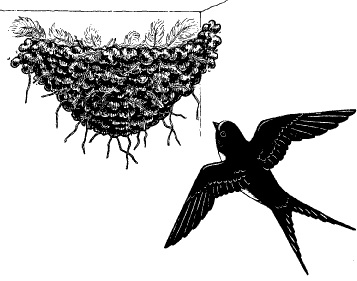 Ласточка и гнездо картинки для детей
