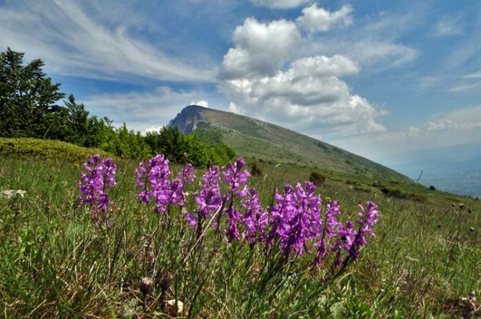 Najlepše planine Srbije – Suva planina cveće Foto: Ivan Strahinić 