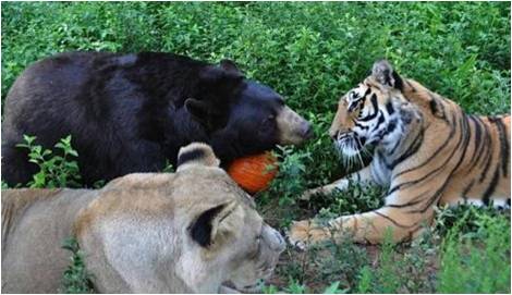 Ljubav izmedju životinja tigar, medved i lav