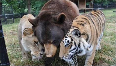Ljubav - tigar, medved i lav postali nereazdvojni drugari!