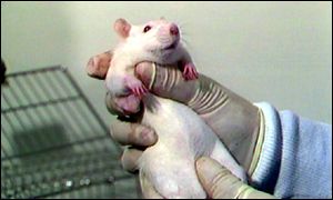 Kako GM krumpir utiče na štakore - pacov u labaratoriji