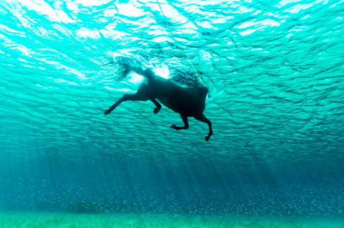 Konj u okeanu - 20 fotografija u koje je teško poverovati_resize