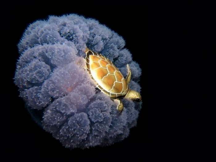 Kornjača na ledjima meduze - 20 fotografija u koje je teško poverovati_resize