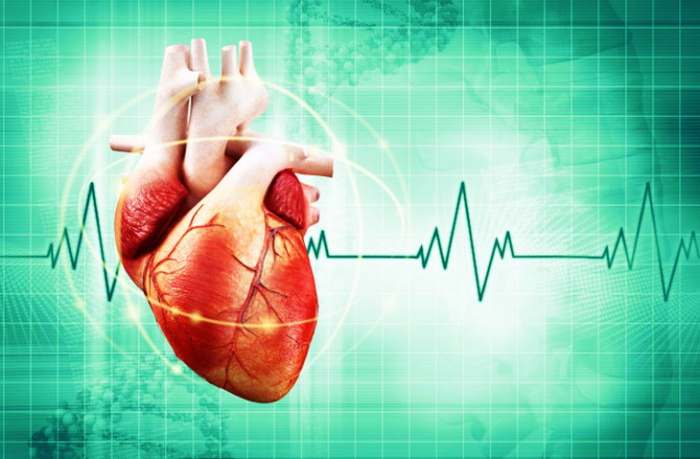 Srce u radu, srčani mišić i srčane smetnje