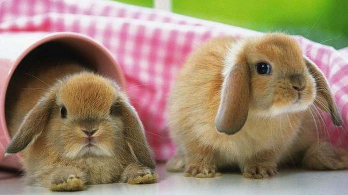 lova na zečeve - Momo Kapor - slatki mali zečevi