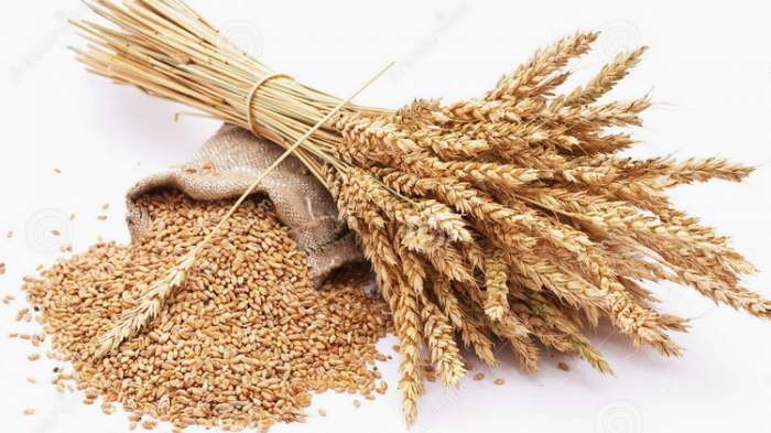 Vitamin B6 – činjenice o vitaminu B6, kako se dobija i koristi  - pšenica izvor vitamina