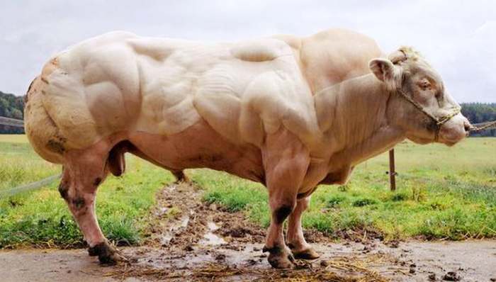 Belgijski plavi bik - genetski modifikovana krava i hrana budućnosti