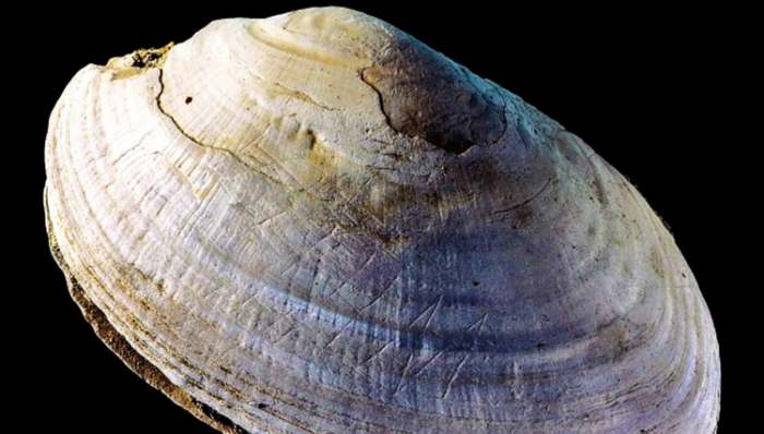 Najstariji zapis na svetu - Izgravirana školjka stara 500.000 godina sa Jave i Homo erectus
