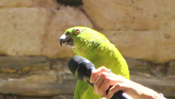 Neverovatni zeleni papagaj koji peva