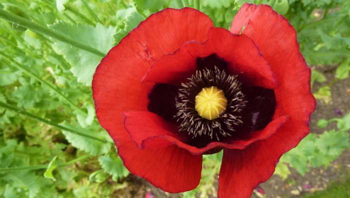 Slovenski horoskop - cvet kao tip ličnosti i Cvet maka - Papaver somniferum za opijum