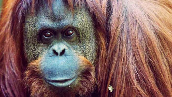 sandra-orangutan-argentina - Orangutanki priznato pravo na slobodu!