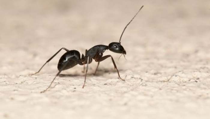 Mravi u stanu - kako ukloniti mrave iz kuće