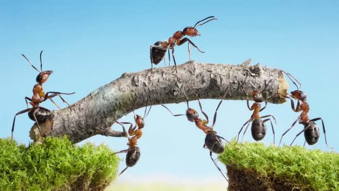 Zašto čovek treba da radi - rad je blagoslov Božiji i vredni mravi