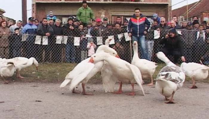 Najjači gusan na svetu je Margitares