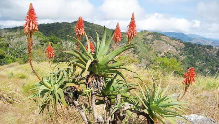 Šta leči Aloja - Aloa vera i Aloe arborescens