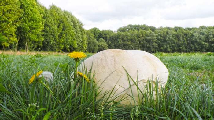 Calvatia gigantea - Lekovite gljive protiv raka i kancera