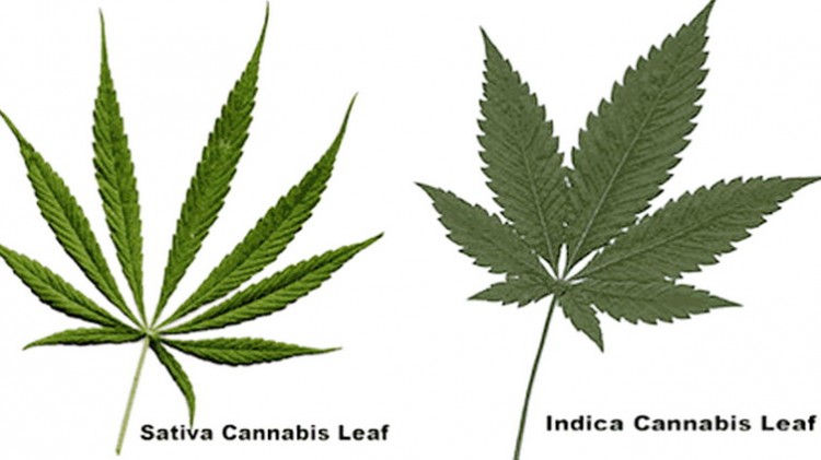 Indijska konoplja i hašiš kao droga – uzgoj, primena, delovanje Cannabis indica vs sativa
