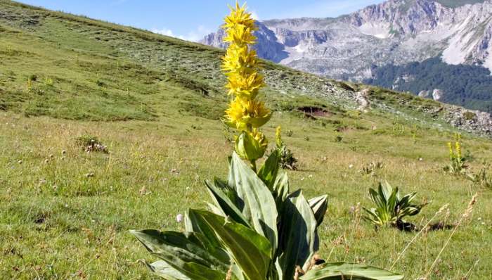 Lincura ili Srčanik - Gentiana Lutea koren lekovita biljka