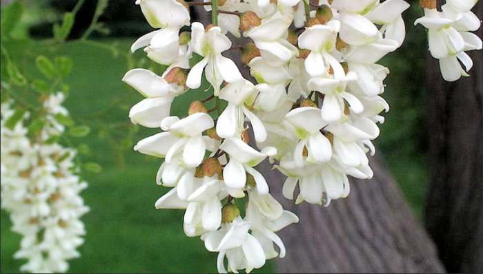 Običan dan - Robinia pseudoacacia Bagrem