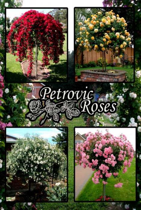 Ruže stablašice – vrste ruža stablašica iz rasadnika ruža Petrovic roses