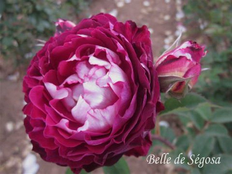 belle de segosa-Dominique Massad – Francuski selekcionar ruža