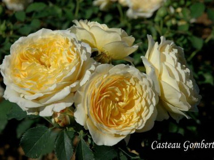 casteu gombert-Dominique Massad – Francuski selekcionar ruža