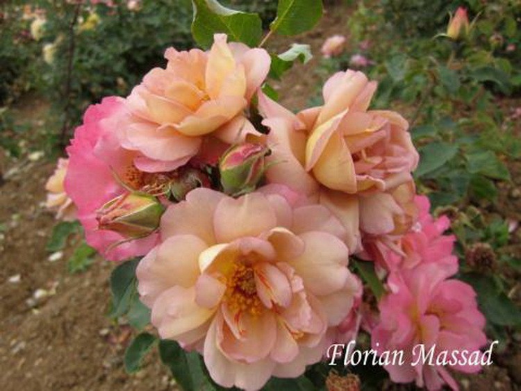 florian massad-Dominique Massad – Francuski selekcionar ruža
