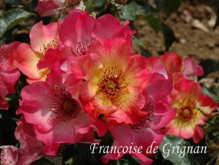 francoise de grignan -Dominique Massad – Francuski selekcionar ruža