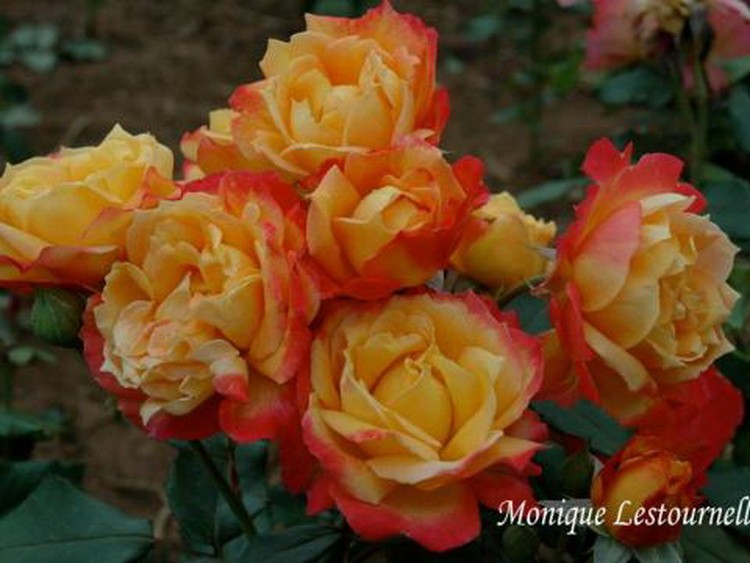 monique-lestournelle-Dominique Massad – Francuski selekcionar ruža