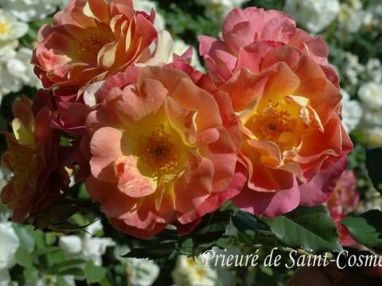 prieure de saint cosme-Dominique Massad – Francuski selekcionar ruža