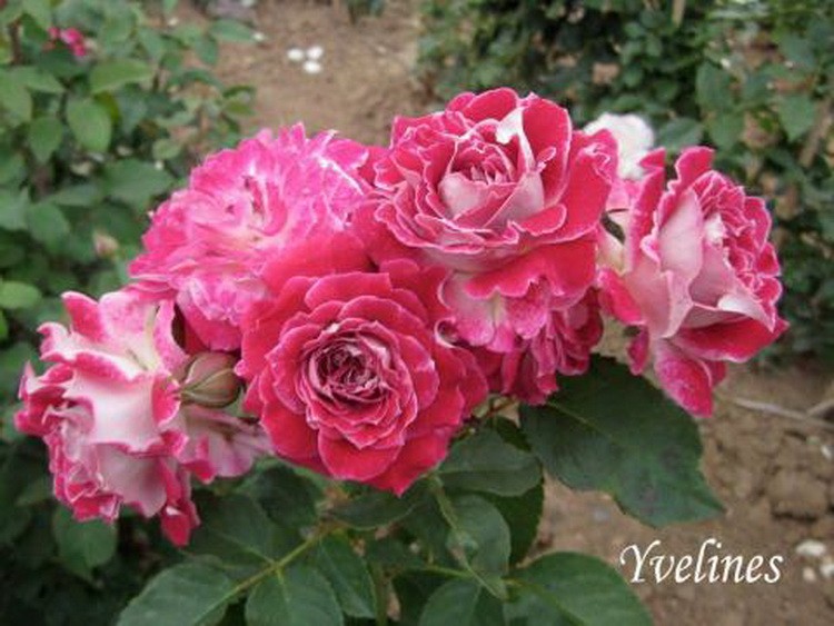 yvelines-Dominique Massad – Francuski selekcionar ruža