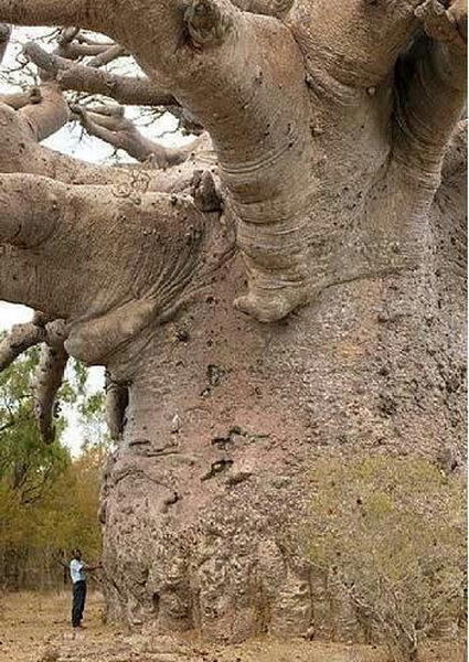 Boabab drvo života