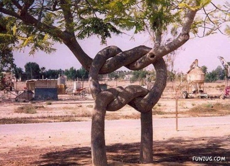 Drvo čvor