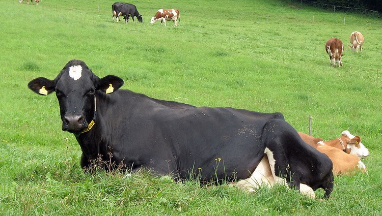 Krava u polju - kratka priča Kartolina piše sinu pismo