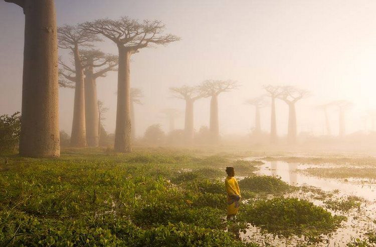Madagaskar drveće