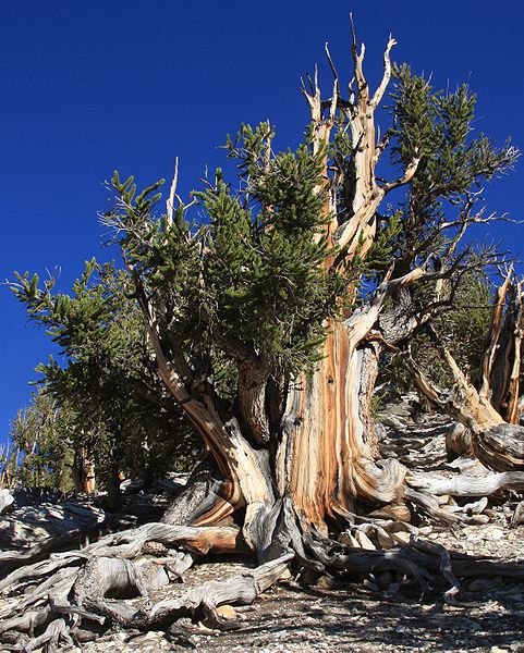 Najstarije drvo na pleneti staro preko 5000 godina