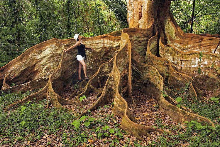 Neverovatno drveće - fotografije neobičnog drveća Kostarika koren drveta