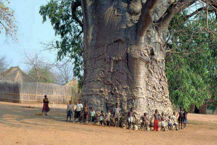 Neverovatno drveće - fotografije neobičnog drveća baobab
